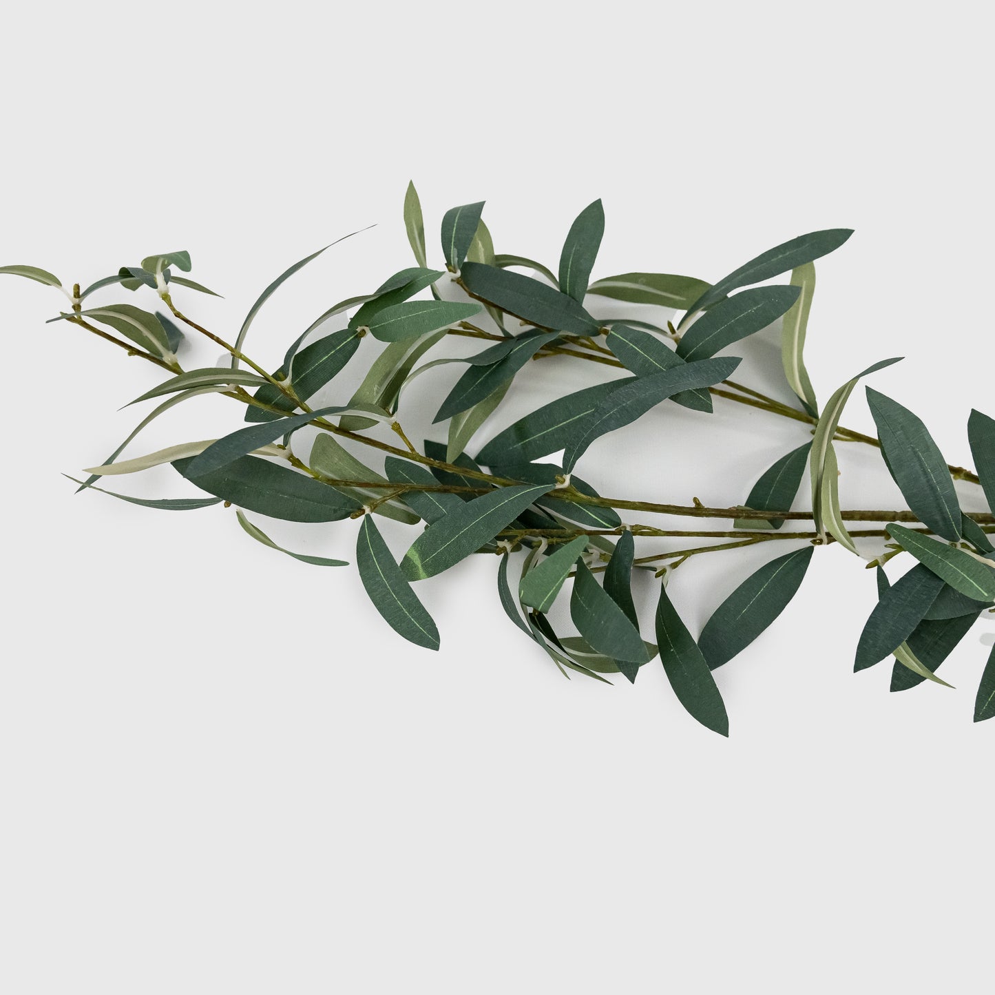 Olive Leaf Stem