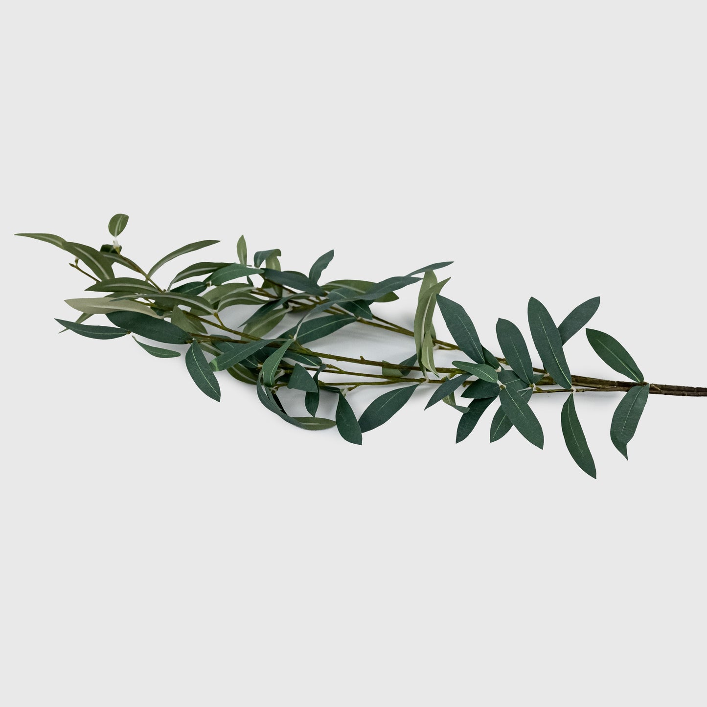 Olive Leaf Stem