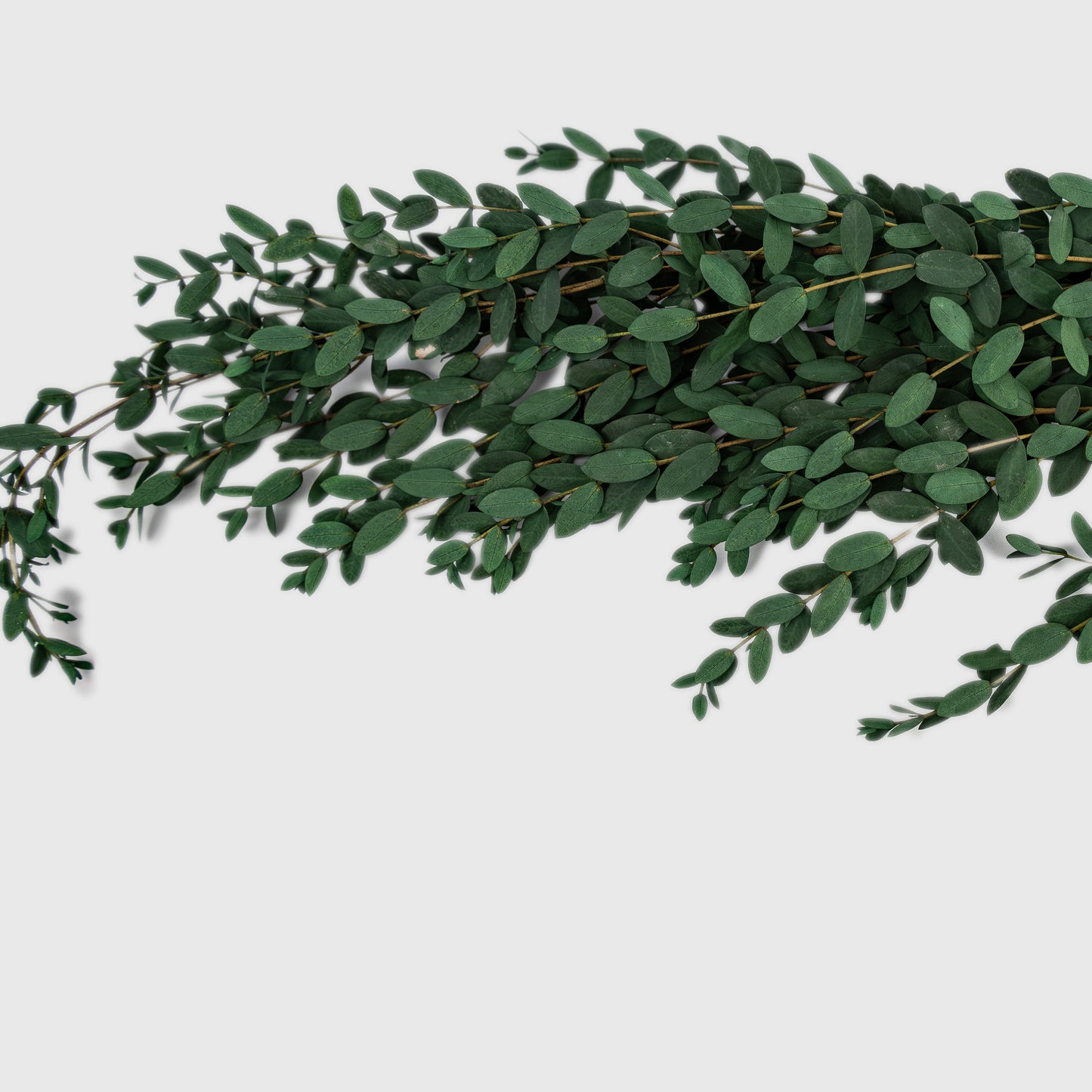 Preserved Parvifolia Eucalyptus